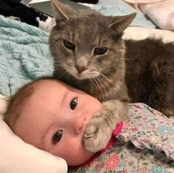 Прикольных котов пост