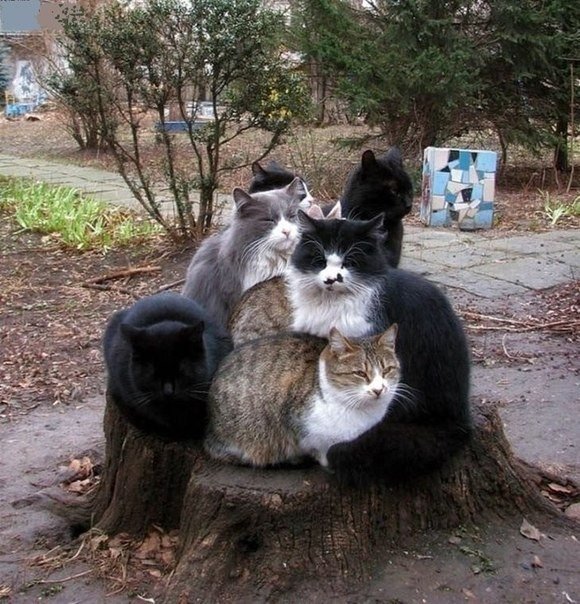 Немного милоты