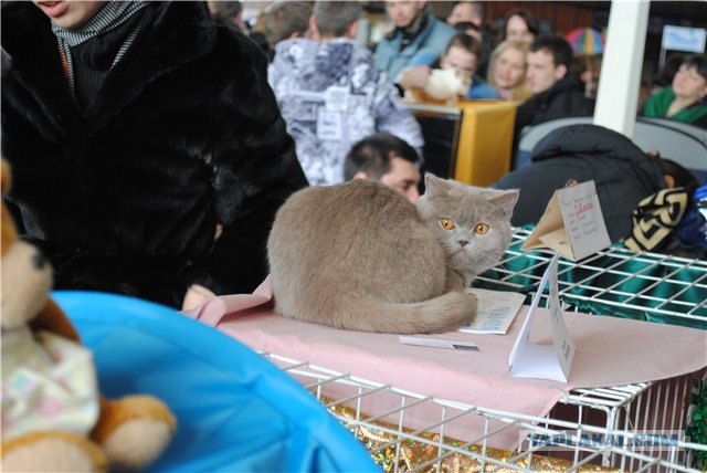 Сонный Котовторник
