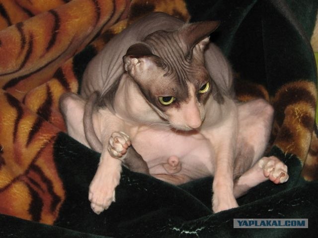 Котовторник!
