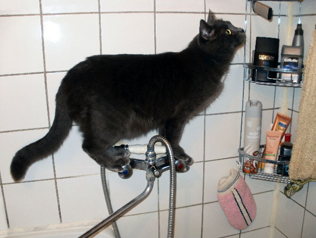 Котовторник (21.02.2012)