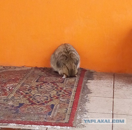 Зимние коты