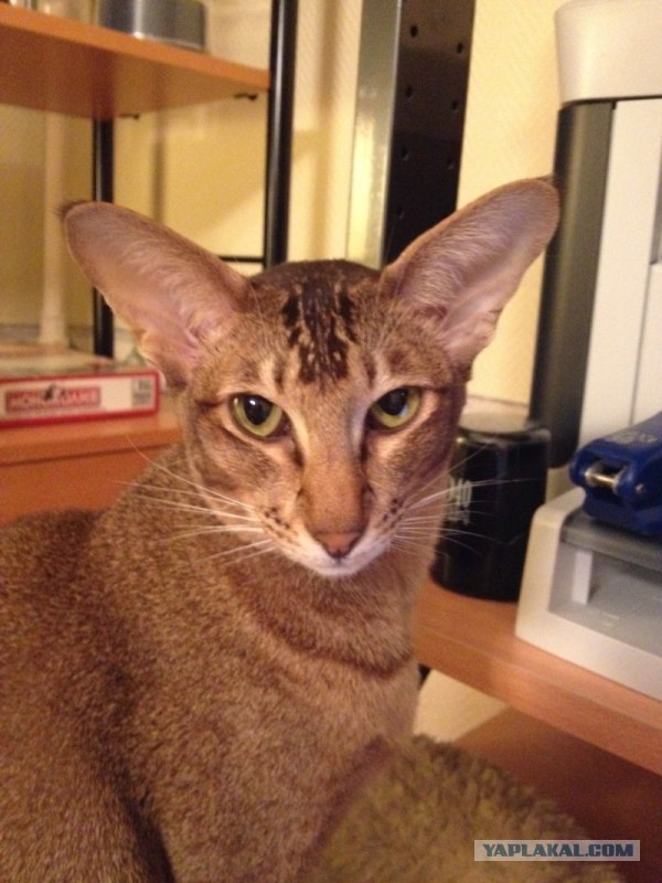 Котовторник  28.08.12