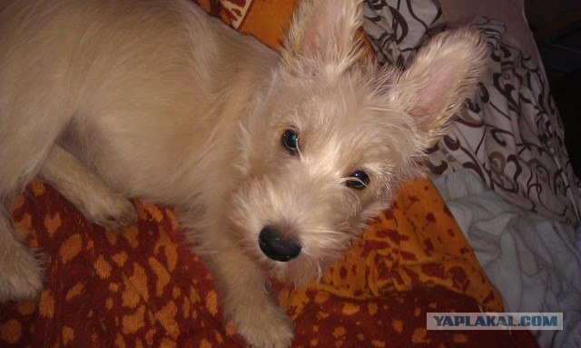 Собакочетверг!