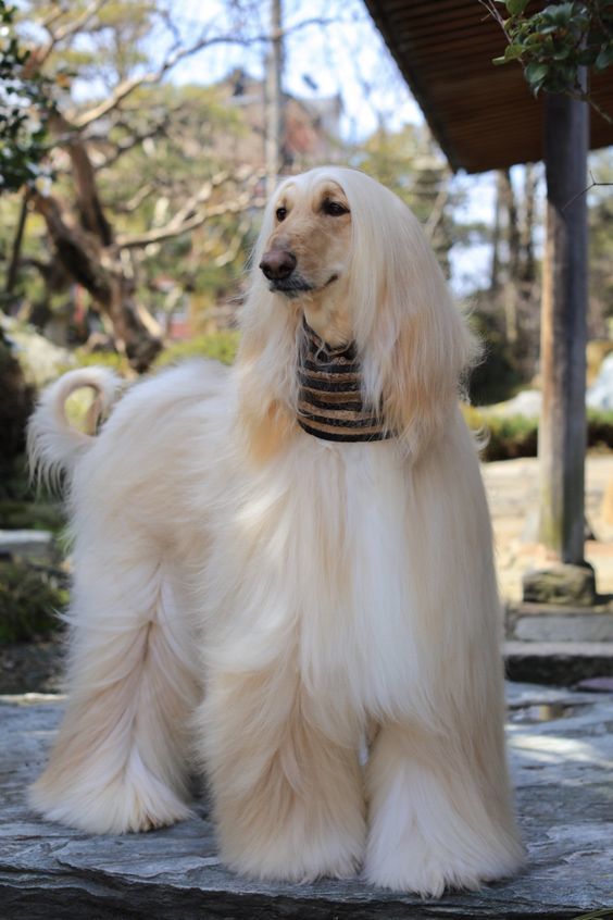 Живность из сети