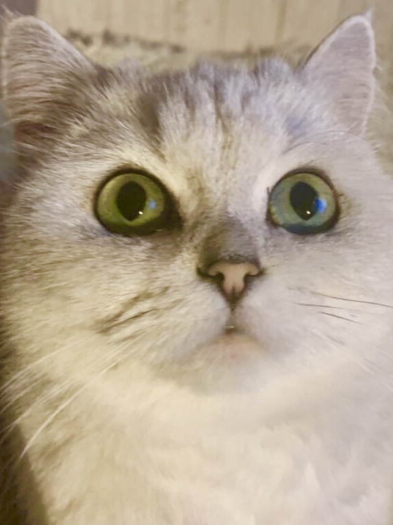 Котовторник. Начало.