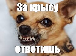 Правонарушения, которые мы часто совершаем, даже не подозревая о них