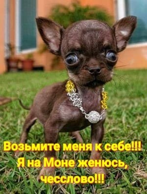 Москвичи кормят своих животных лучше, чем питаются пенсионеры в провинции: Реакция женщины на рацион леонбергера Мони