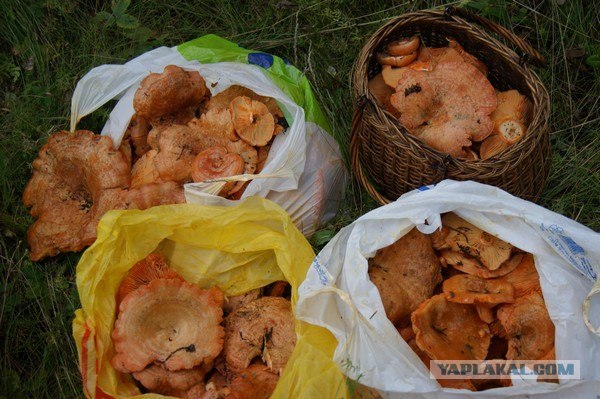 "Охота" за рыжиками