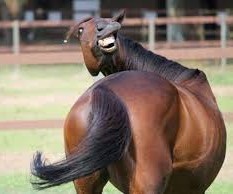 Наприседала