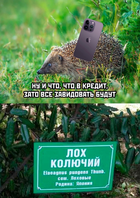 Картинки и мемы, всем хороших выходных