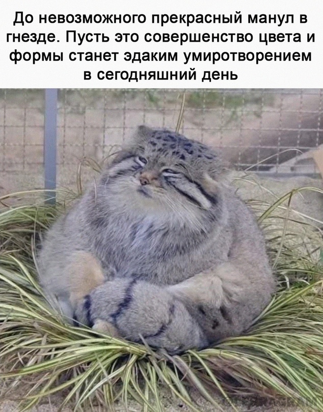 Картинки и мемы для настроения - 015