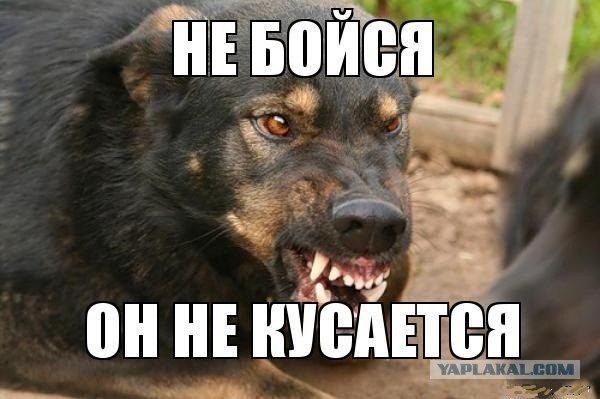 Мэр Бодайбо обвинил депутатов Госдумы в «собачьем лобби» и снова потребовал уничтожать бродячих животных