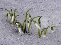 Обращение к владельцам собак