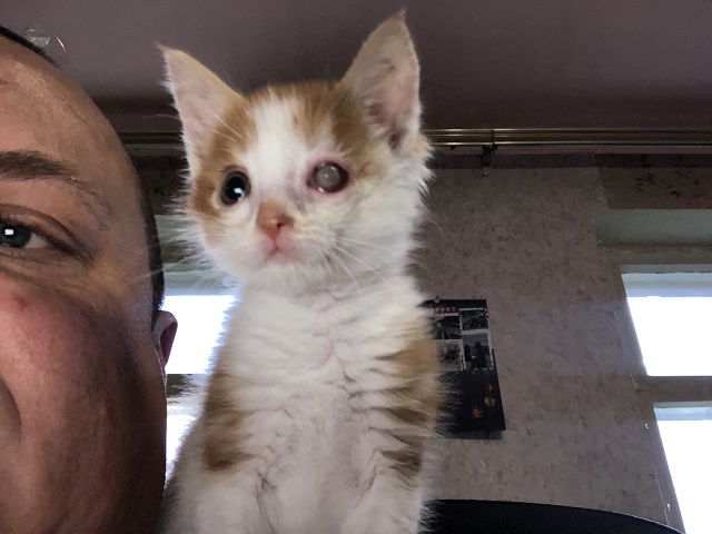 Опоздал к котовторнику, но все же...