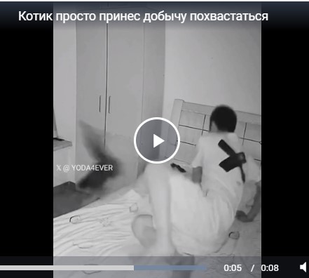 Котик просто принес добычу похвастаться