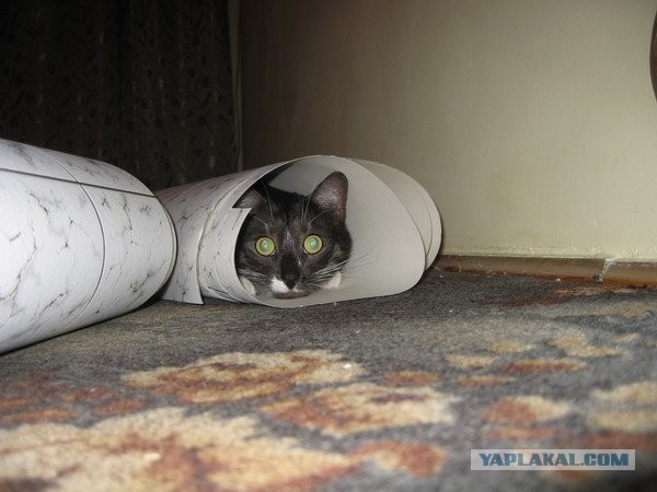 Котовторник 21.05.2013