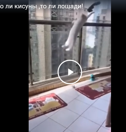 То ли кисуны, то ли лошади!?