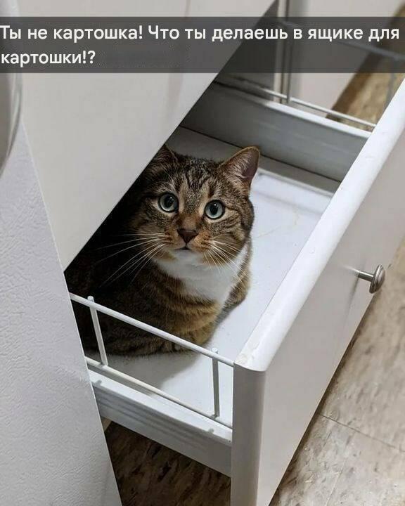 К котовторнику: подборка картинок-баянов с котиками и про котиков. Выпуск 8