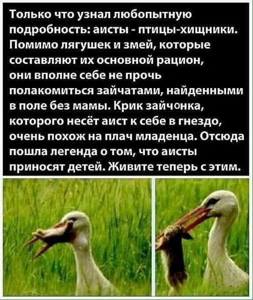 10 удивительных фактов об аистах