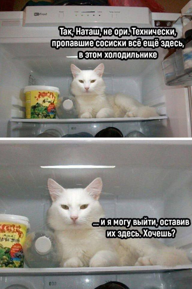 Весёлый полтишок 11.12.25