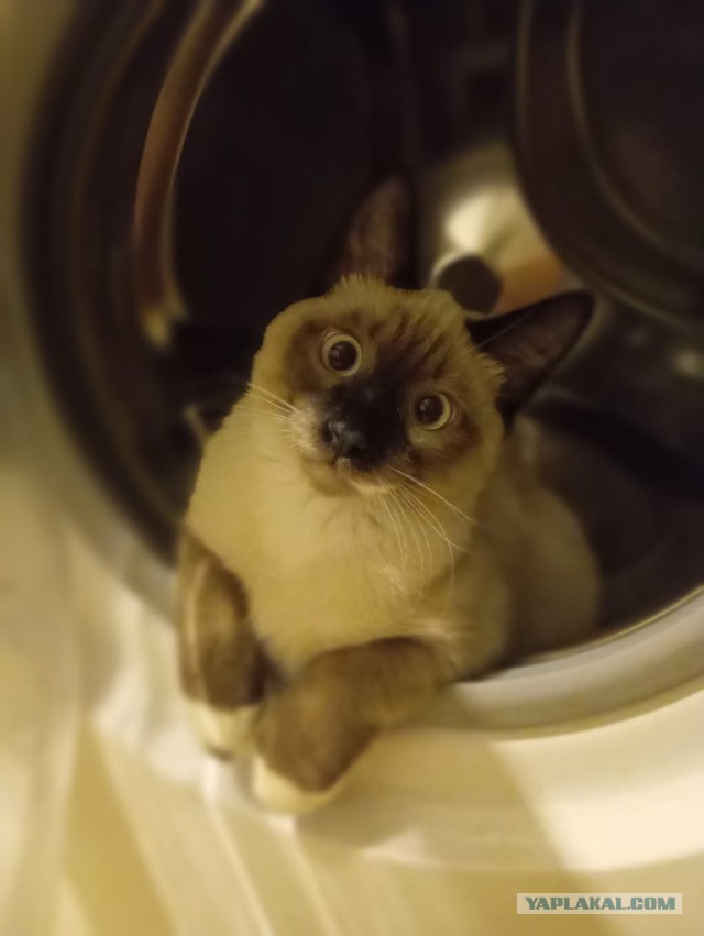 Как объяснить коту что...