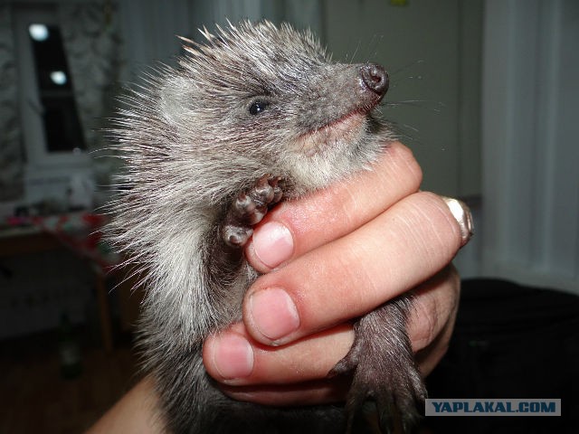 Всяка разна фауна,приблудившаяся ко мне на дачу...