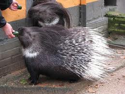 Милейшее создание