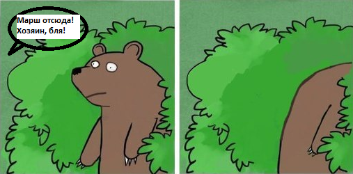 Медведи в ужасе убежали