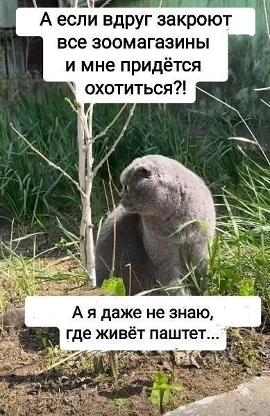 К котовторнику: подборка картинок-баянов с котиками и про котиков. Выпуск 42.