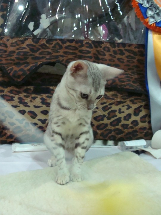 Выставка кошек. Котовторник