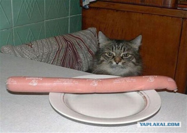 Удачный день у Котэйки.