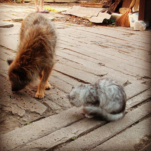 Собакочетверг (11 09 2014)