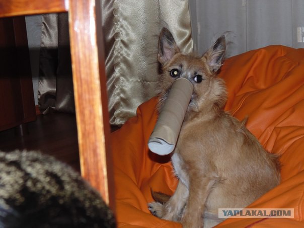 Собакочетверг 20.11.2014