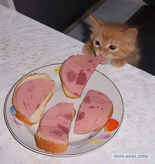 Кошачий Hardcore