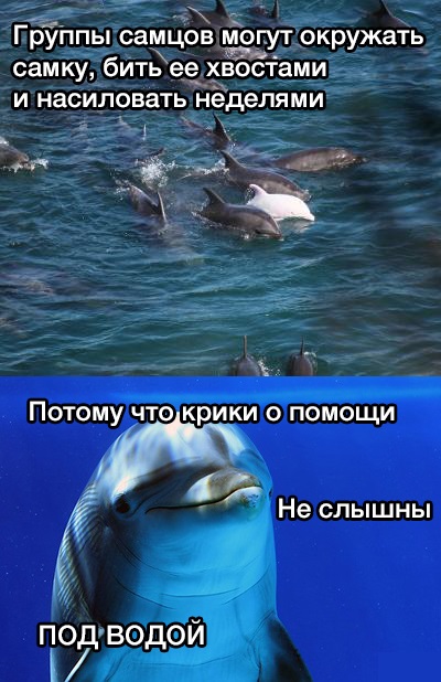 Весёлое из сети
