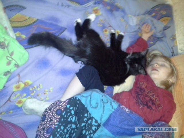 Котенок Дохлик щас
