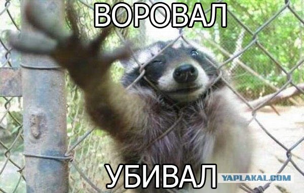 100 самых ценных фотографий енотов