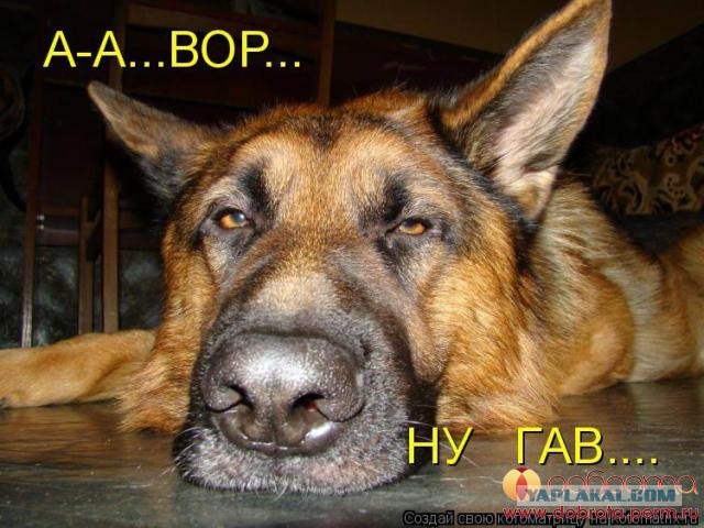 Немного братьев наших меньших! ЧЕТВЕРГ