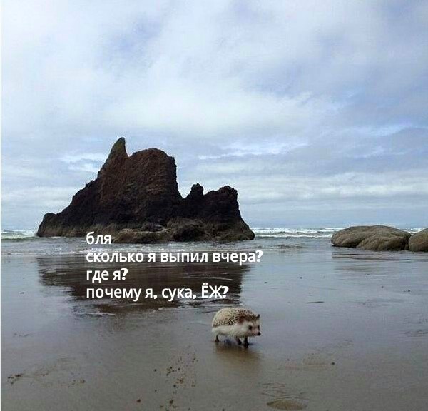 Ёжик задыхается