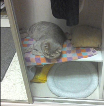 Котовторник 14.07.2015