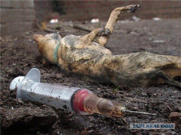 Расстрел собак в магазине