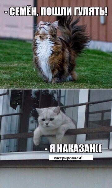 Смешные картинки пойдем гулять