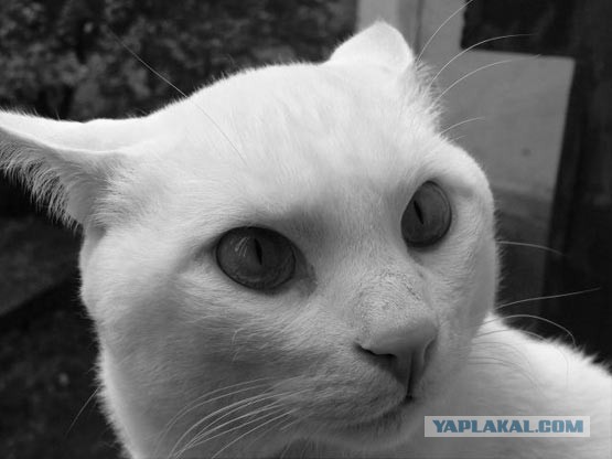 17 фотографий котов