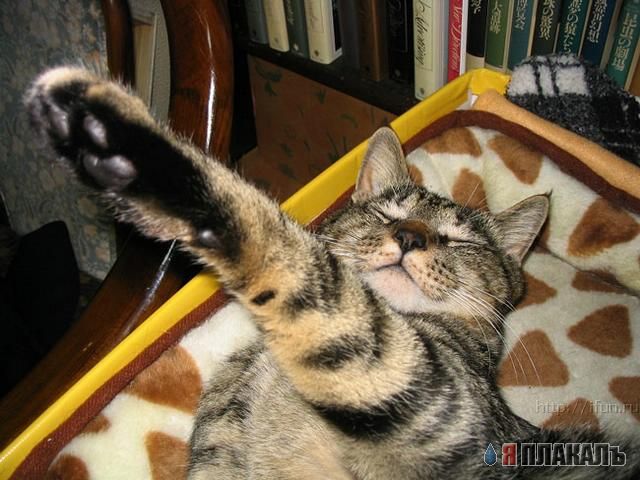 Коты, кошки, котята
