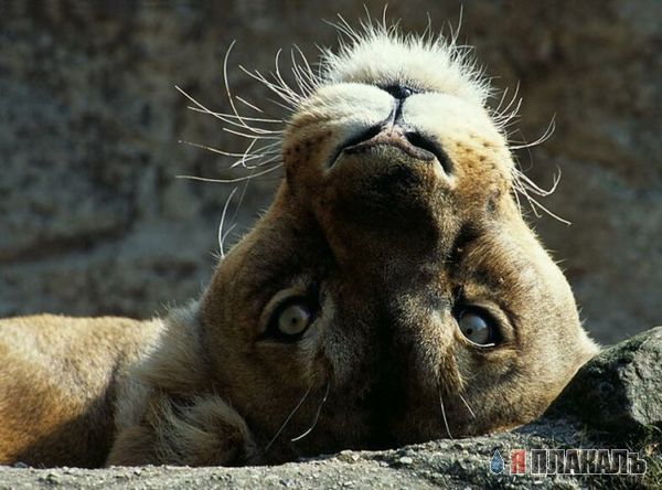 ДИКИЕ КОШКИ