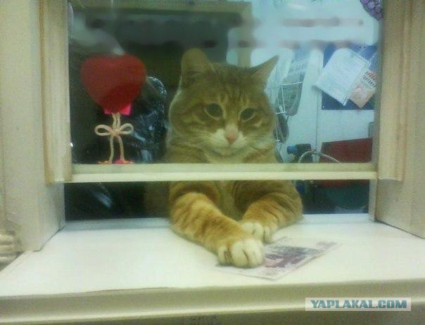 Котовторник 19.01.2016