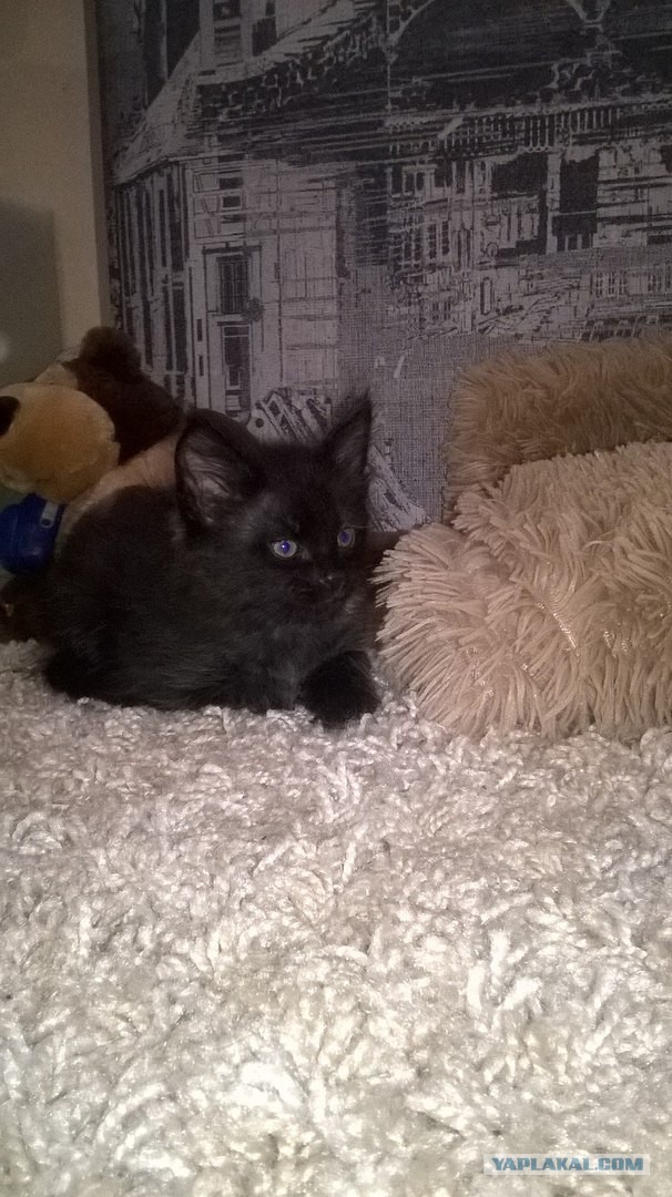 Котовторник 16.02.16