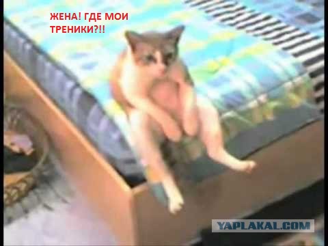 Кот с очень необычной способностью.