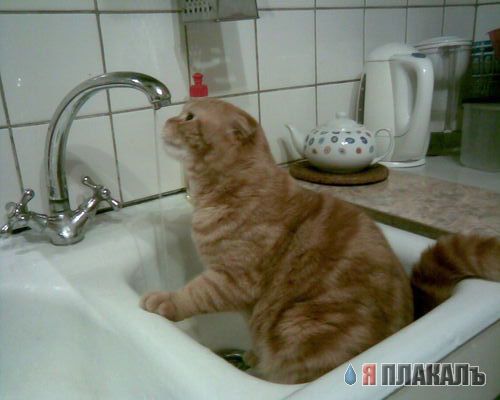 Котовторник!